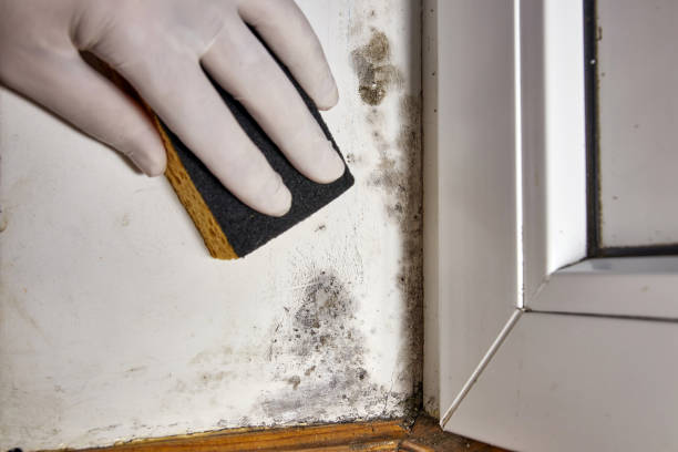 Best Air Quality Testing for Mold Spores  in Atkinson, IL